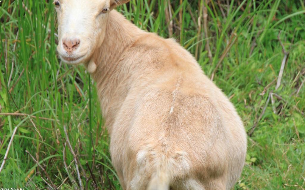 Recognizing and Managing Internal Parasites in Goats