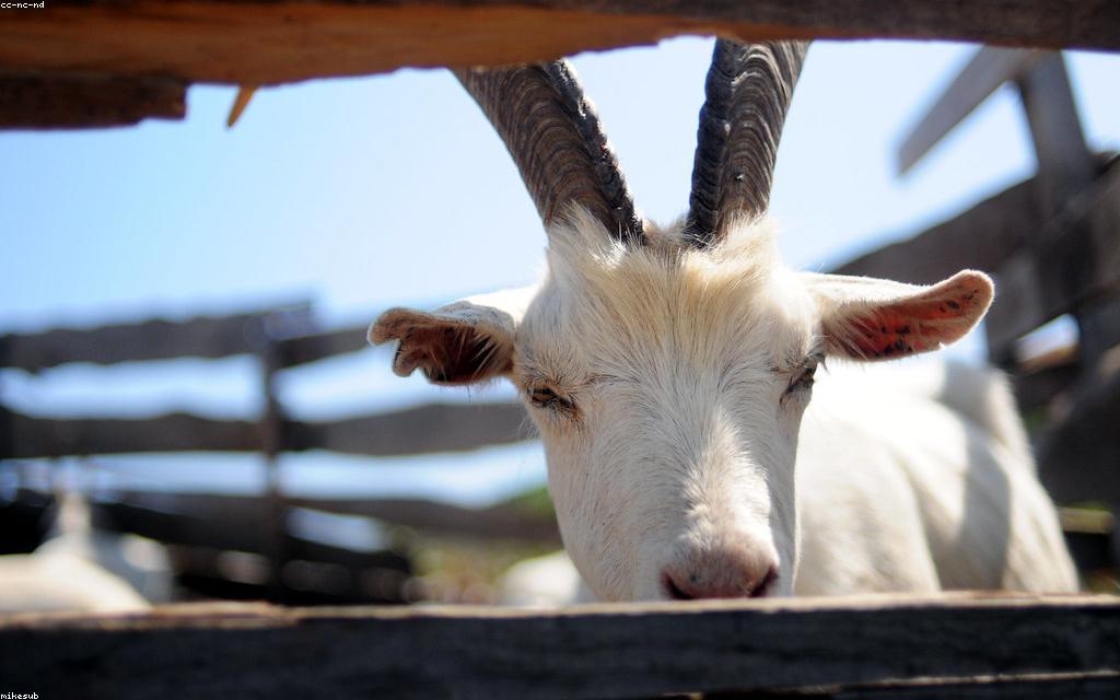 Hoof Care and Lameness Prevention in Goats