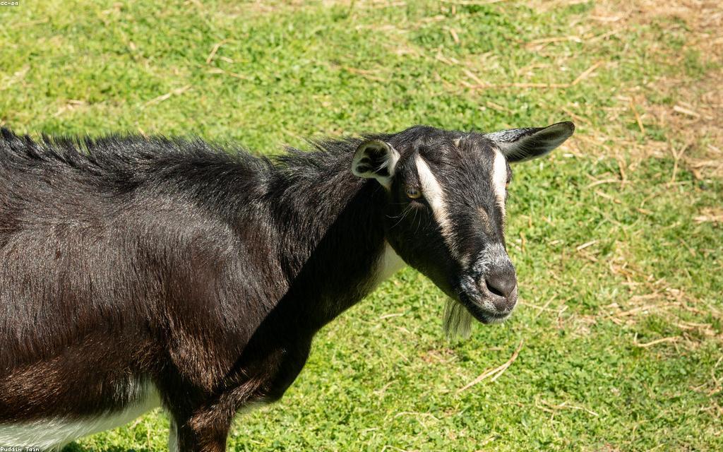 Understanding Goat Nutrition Through the Seasons