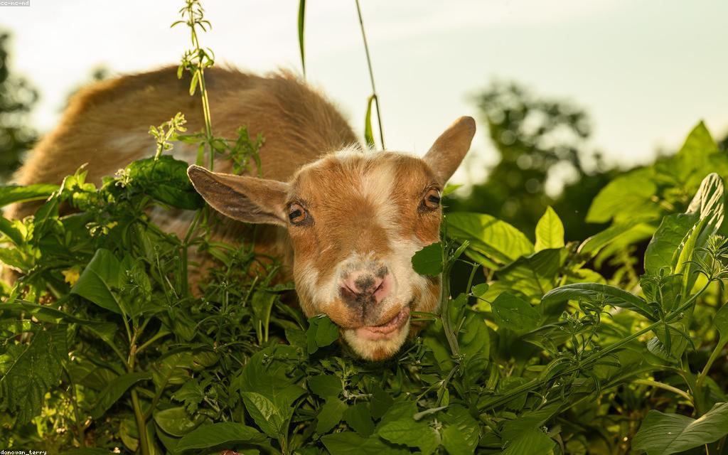 Producing Clean, High-Quality Goat Milk at Home