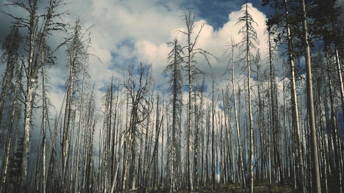 Weaning Goat Kids: A Low-Stress Practical Guide